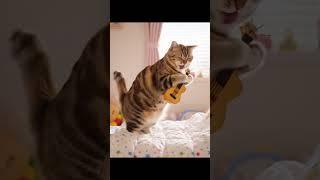 Daylight Jam: Cat’s Guitar Moment