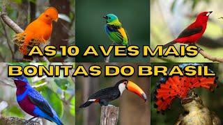 As 10 Aves mais Bonitas do Brasil