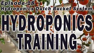 Hydroponics Training - Episode 18 (Hydroponic Dutch Bucket System Part 2)Hydroponic Farming Training