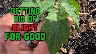 How to prevent and control blight in tomatoes and treatment, I have had it with blight!!