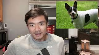 新手要避开的小型犬