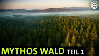 Mythos Wald ‒ Tierparadies und Schattenreich | Erlebnis Erde