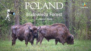 WILDLIFE PHOTOGRAPHY in Białowieża Forest Poland. European bison and middle spotted woodpecker. 