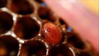 this will completely destroy your HIVE in days - beekeepers beware!