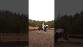 Красотка #лошади #лошадки #лошадь #заезды #хорс #horses #horse #puppy