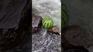 Look, I found watermelons in the creek.