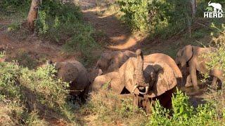 Adine Visits the Red Elephants of Tsavo National Park in Kenya