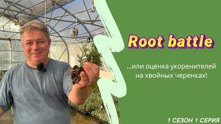 Root battle!…или оценка укоренителей на хвойных черенках!