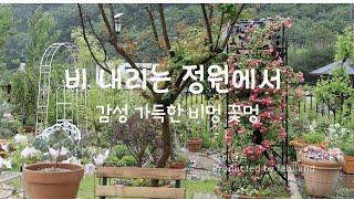 비 내리는 정원에서 감성 가득한 비멍 꽃멍 즐겨 보세요^^Have fun while gazing at the flowers with emotion in the rain garden