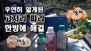 우연히 알게 된 마늘 양파 대파 고자리파리 확실한 방제방법