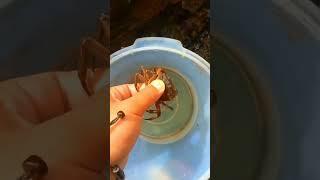 Catching Crab And Shrimp By Hand