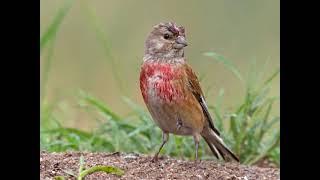 canto pardillo - Linnet singing -chant de linotte melodieuse