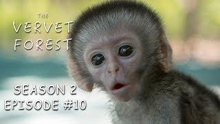 3 Day Old Tiny Orphan Baby Monkey Rescued & Update On Brain Damaged Baby - Vervet Forest - S2 Ep.10