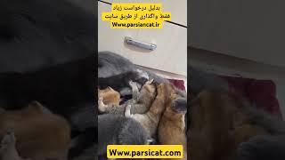 دعوای بچه گربه ها فقط سر یه قطره شیر ، پارسیان کت مرکز خرید و فروش گربه های وارداتی www.parsicat.com