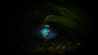 Top 5 Reasons to GET an ELECTRIC BLUE ACARA