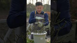 灌木月季冬剪--针对开张型植株【天狼说月季】