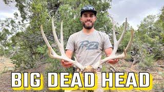 SHED HUNT 2024 | SHEDS AND HEADS WITH RISE AND SHED