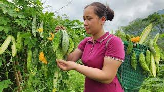 Harvesting Bitter Melon Fruit Garden goes to the market sell - Cooking - Lý Thị Ca