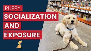 Puppy Socialization - Tips to Positively Work On Exposure Training