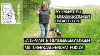 Entspannte Hundebegegnungen mit überraschendem Fokus! So Hundebegegnungen üben! ️ Praxisvideo ️