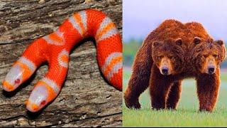 10 Weird Two-Headed Animals You Have Never Seen Before!