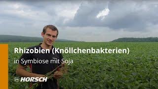 Rhizobien (Knöllchenbakterien) in Symbiose mit Soja