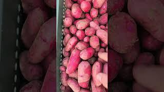 #임영석감자연구소 #고구밸리감자 #씨감자 #기본종씨감자 #감자조직배양묘 #K-potatolab