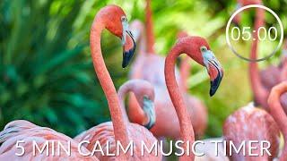 Countdown Timer 5 Minutes With Relaxing Music For Concentration ⏲Flamingo 5 minute timer calm music