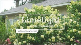 30 Seconds with 'Limelight' Panicle Hydrangea