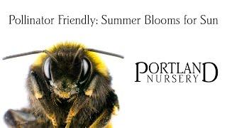 Pollinator Friendly: Summer Blooms for Sun