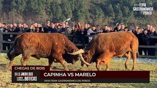 XXVII Feira Gastronómica do Porco - Chegas de Bois  "Capinha vs Marelo" | 2025 | 4K | BOTICAS |