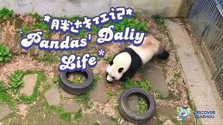 Panda's Daily Life in Guizhou