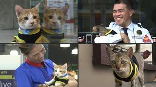 Stray cats join Philippine security guards