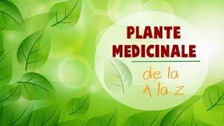 PLANTE MEDICINALE de la A la Z - plante tămăduitoare  descriere și întrebuințare