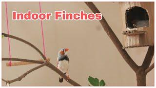 how to setup finches indoor without cage