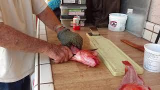 How to fillet a rock cod fish in San Diego