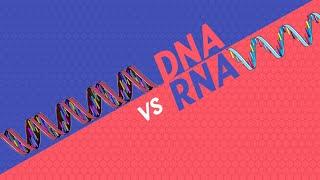 Qual è la differenza tra DNA ed RNA? | Pillole di Scienza