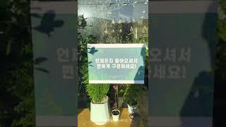 언제든 편하게 오셔서 부산 식물가게 구경하세요 (Welcome to Plant shop in Busan, Korea)