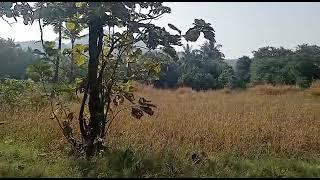 Agricultural plot for sale in Alibaug | 84 guntha .