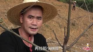 【巧婦9妹】幾十畝山地，巧婦9妹種了5個品種百香果，這些品種都有見過嗎？