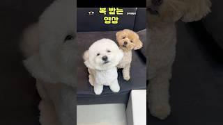 복 받는 영상 #성우김서영 #조이앤릴리 #강아지 #새해복많이받으세요