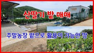 658 높은산에 있는 포항 산딸기 밭 매매 도로에 잘 접해 있는 송라 산딸기밭매매 수도와 전기 농막이 설치되어 있는 포항주말농장매매 화진해수욕장이 가까운 송라주말농장매매 포항부동산