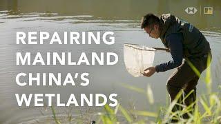 Saving mainland China’s wetlands and endangered plants and animals