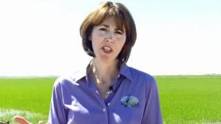 The Nature Conservancy visits California rice country