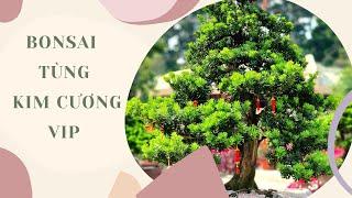 Giá 125tr Cây Tùng Kim Cương Bonsai dáng trực quân tử (KC22) - Cây Cảnh Bonsai TPHCM - 08.6809.7887