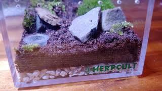 Bioactive enclosures for Tarantula slings.