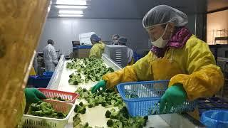 IQF broccoli should be produced according to HACCP and good manufacturing practice system