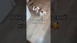 Всё как у людей #jackrussel #сонечка #джекрасселтерьер #shorts #dog #собака
