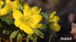 Timelapse - Eranthis