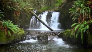 The Forest Waterfall HD - The Calming Sound of Water